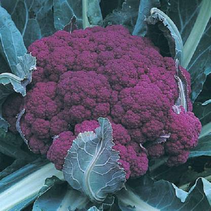 VibeX XL-97 - Cauliflower Graffiti (Purple)Non-GMO Hybrid - (450 Seeds) Seed
