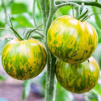 Biosnyg Rare Tomato Green Zebra Seed