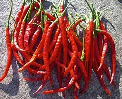 WILLVINE LX-870 Chile De Arbol Pepper Chilli Seeds Seed