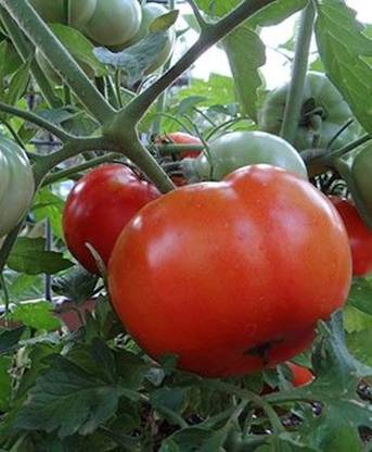 VibeX ® XXL-704 Heat Master Tomato Seeds Seed