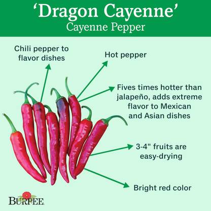 WILLVINE Dragon Cayenne Hot Pepper Seed