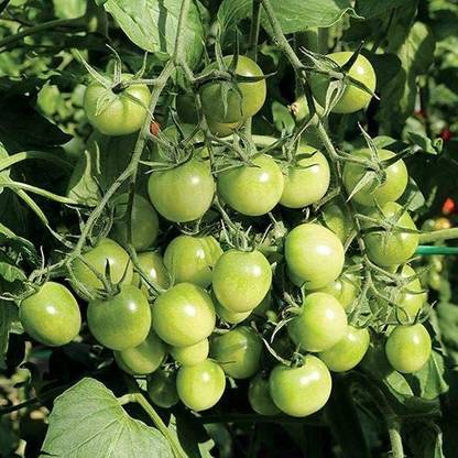 VibeX ® VMR-539 Bite Sized Sungreen Tomato Seeds Seed