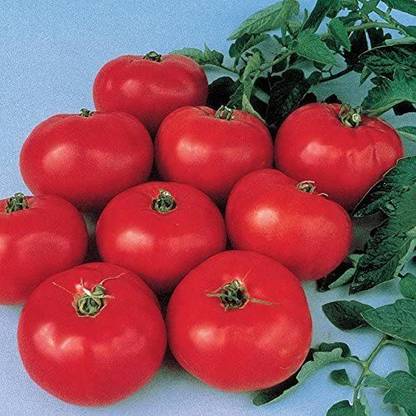 Biosnyg ™NDIR-827 Brandywine Tomato Seed