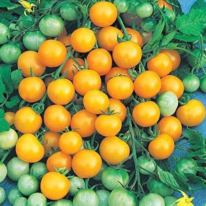 Biosnyg ®PUSA-554 Honeybee Hybrid Tomato Seed