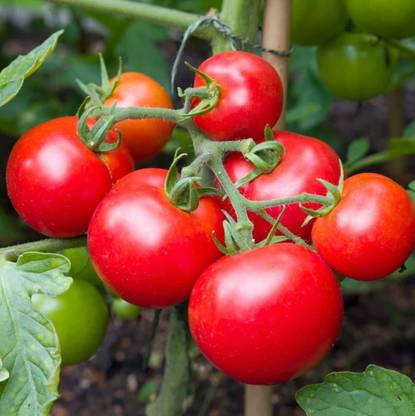 VibeX ® LXI-933 Moneymaker Vine Tomato Seeds Seed