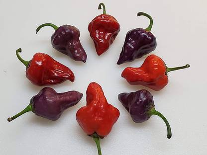 Biosnyg Purple UFO Chilli Seed