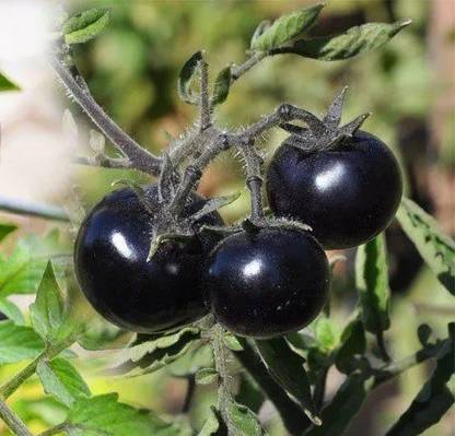 WILLVINE PUAS-1057 Jet Black Tomatoes Full Antioxidants-1000 Seeds Seed