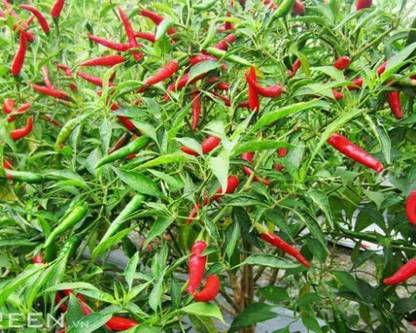 CYBEXIS PAU-11 - Bird's Eye Chili Organic Thai Chili Pepper - (150 Seeds) Seed