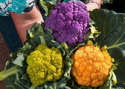 VibeX XLL-69 - Cauliflower Mix of 5 Varieties - (450 Seeds) Seed