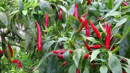 VibeX PUAS-60 - Bird Eye Chili Pepper - (450 Seeds) Seed