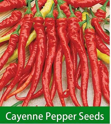 VibeX ® VMR-351 Cayenne Chilli Seeds Seed