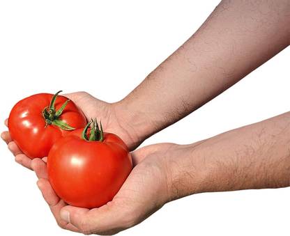 WILLVINE PAU-471 Tomato Red Deuce Seeds-1000 Seeds Seed