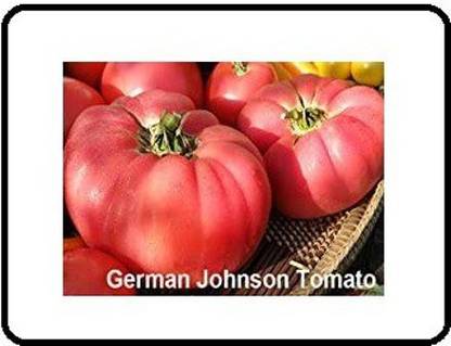 VibeX LXI-39 - German Johnson Tomato - (450 Seeds) Seed
