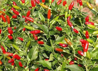 CYBEXIS GBPUT-78 - Bird's Eye Chili - (1350 Seeds) Seed