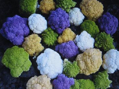 VibeX KGF -3 - Rainbow Blend Cauliflower Broccoli Mixed Colors - (450 Seeds) Seed