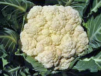 VibeX PAU-11 - Cauliflower Non GMO - (1350 Seeds) Seed