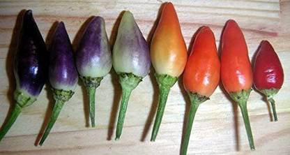 VibeX ® VLR-1036 BOLIVIAN RAINBOW PEPPER CHILLI Seed