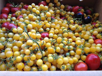 Biosnyg 1006 World's Smallest Yellow Tomato Seed
