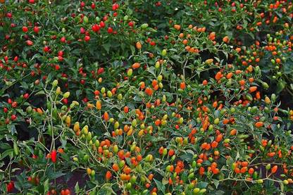 WILLVINE XLL-348 Tiny red Chilli Seeds Pequin Peppers Seed