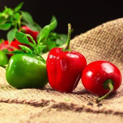 Biosnyg ®LXI-474 Red Manzano Chilli Seed