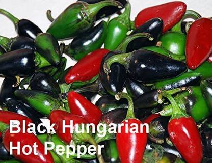 VibeX ATS-33 - Black Hungarian Chilli - (450 Seeds) Seed