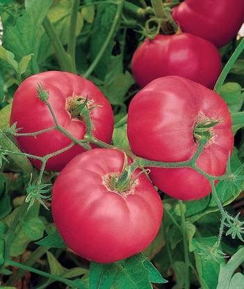 CYBEXIS XLL-35 - Brandy Boy Beefsteak Slicing Tomato - (450 Seeds) Seed