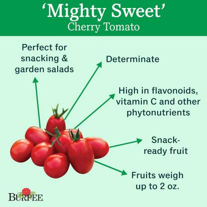 Biosnyg ™HAU-775 Red Cherry/Grape Tomato Seed