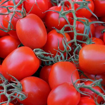 WILLVINE GUA-843 Tomato Garden Seeds - Rio Grande-250 Seeds Seed
