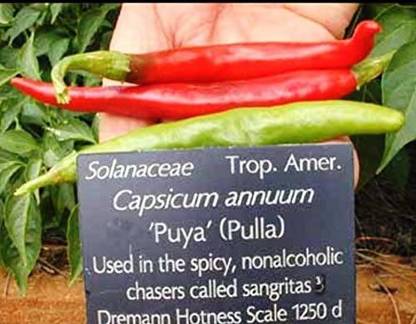 CYBEXIS XLR-40 - Pulla Or Puya Chili Chilli/Chile/(3Pepper ) - (450 Seeds) Seed