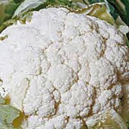 VibeX TLX-75 - Cauliflower Snowball Y Non GMO - (450 Seeds) Seed