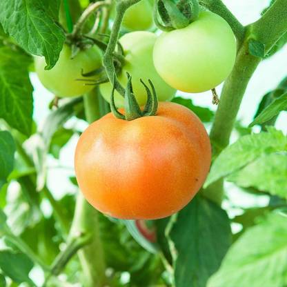 Biosnyg ™CIAR-817 Tomato - Ponderosa Pink Seed