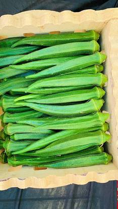 VibeX XLL-52 - Greens Okra / Lady Finger Vegetable - (150 Seeds) Seed