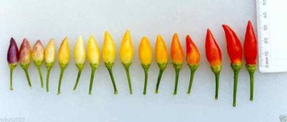 Biosnyg Numex Twilight Chilli Seed