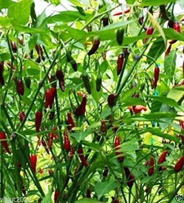 VibeX VXI-70 - Indian Pequin Chilli Odham VERY HOT And Rare Chili - (150 Seeds) Seed