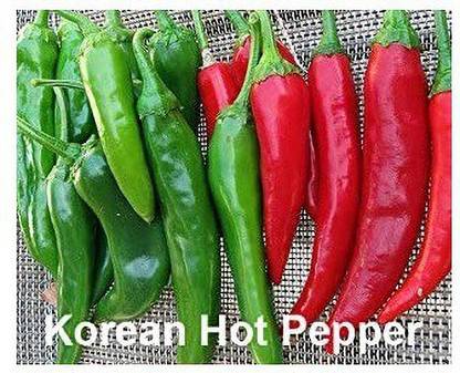VibeX ® VXI-34 Korean Kimchi Chilli Seeds Seed