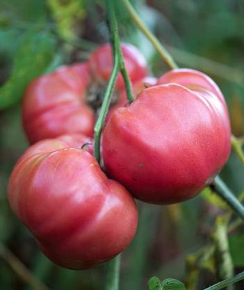 VibeX VXI-36 - Brandy Boy Beefsteak Tomato - (450 Seeds) Seed