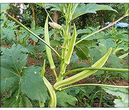 Biosnyg ®PAU-441 Elephant Tusk Variety Okra or Bhindi Seed