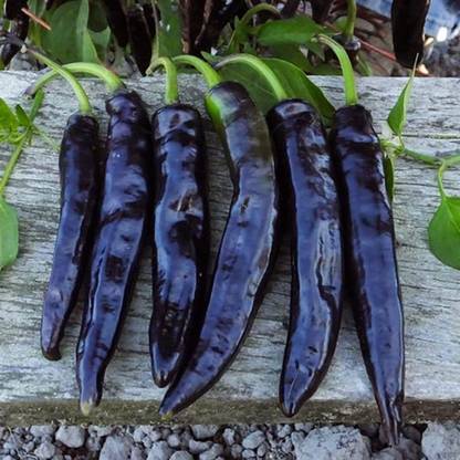 VibeX ® VXI-1000 Hot Pepper Chili Dang Jo Cheong Yang F1 Korean Seed