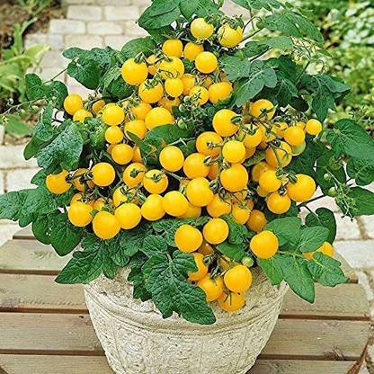 Biosnyg ®GBPUT-566 Patio Choice Yellow Hybrid Tomato Seed