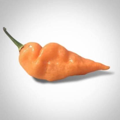 VibeX ® XXL-761 Habanada Habanero Chilli Pepper Seeds Seed