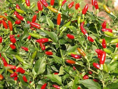 VibeX XL-97 - Firecracker Chilli - Immense Crop of Long Thin Chilli - (1350 Seeds) Seed