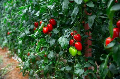 VibeX VVI-89 - Roma Tomato - (150 Seeds) Seed