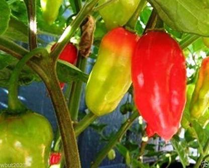 VibeX ® XXL-999 Hot Pepper Ecuadorian Devils Breath Chiili Seed