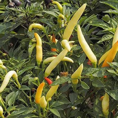 VibeX ® VMR-589 Original Tabasco Pepper Chilli Seeds Seed