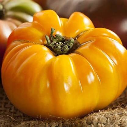 Biosnyg ™XLL-809 Yellow Brandywine Tomato Seed