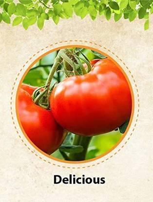 Biosnyg ®VXV-152 Delicious tomato Seed