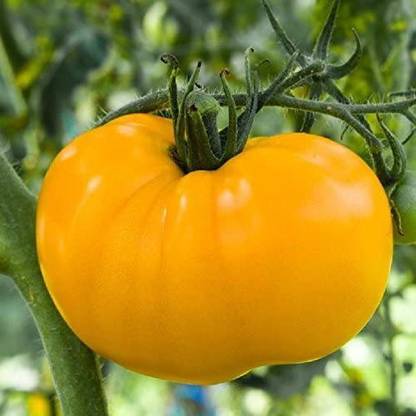 Biosnyg ™NDIR-887 Azoychka Tomato Seed
