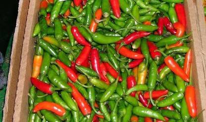 VibeX HUA-48 - Brazilian Hot Pepper Chilli - (150 Seeds) Seed