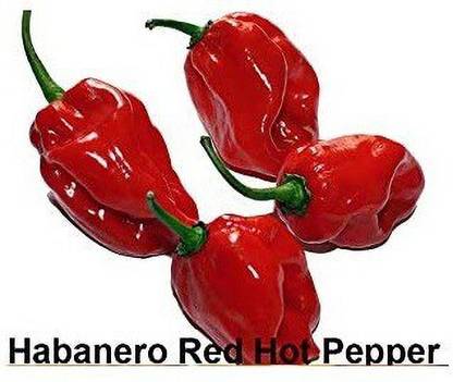 CYBEXIS VVI-55 - Habanero Red Chilli - (150 Seeds) Seed