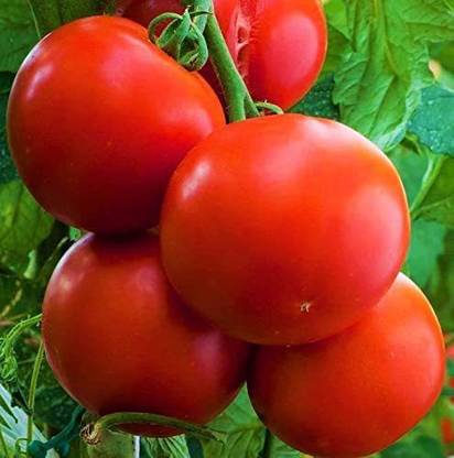 WILLVINE NDIR-935 Ace 55 Tomato Seeds Seed